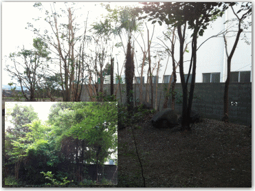 お庭の選定のビフォーアフター写真