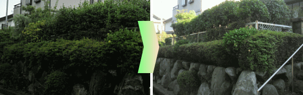 施工事例、サツキの生垣